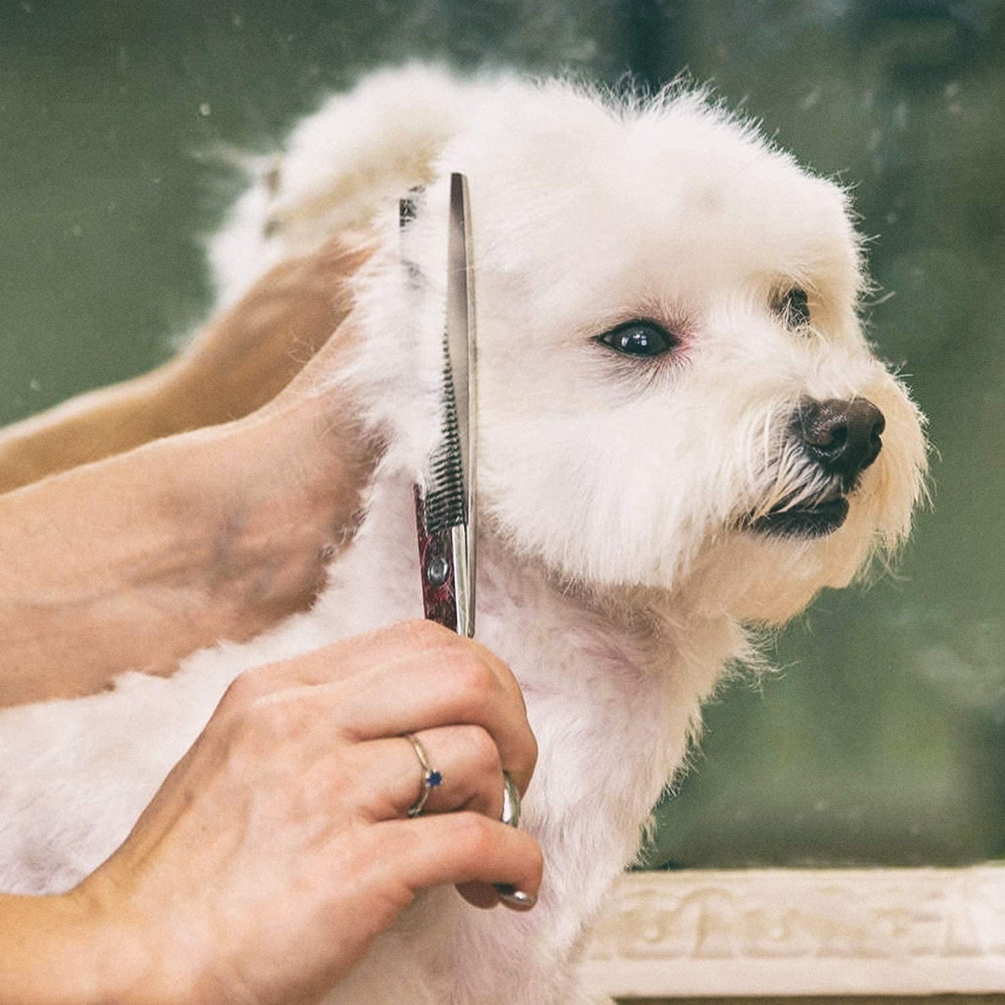 ZOUYUE Titanium Coated Professional 6 in 1 4CR Stainless Steel Dog Grooming Scissors with Safety Round Tip, Heavy Duty Pet Grooming Scissor for Dogs, Cats and Other Animals
